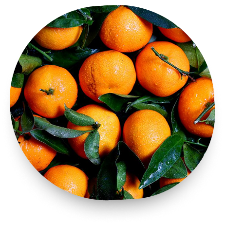 Diversas laranjas juntas